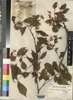 Holotype of Millettia mossambicensis Gillett [family LEGUMINOSAE-PAPILIONOIDEAE]