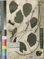 Syntype of Mucuna quadrialata Baker [family LEGUMINOSAE-PAPILIONOIDEAE]