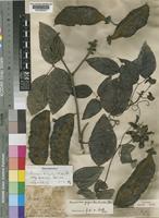 Type of Mucuna quadrialata Baker [family LEGUMINOSAE-PAPILIONOIDEAE]