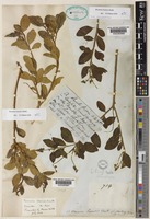 Monnina loxensis Benth. [family POLYGALACEAE]
