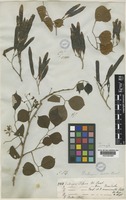 Type of Dalbergia sissoo Roxb. [family LEGUMINOSAE-PAPILIONOIDEAE]
