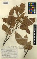 Type of Androcalymma glabrifolium Dwyer [family LEGUMINOSAE-CAESALPINIOIDEAE]