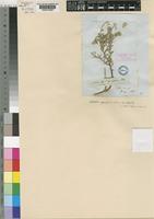 Nolletia gariepina (DC.) Mattf. [family COMPOSITAE]