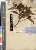 Isosyntype of Eucalyptus microcorys F.Muell. [family MYRTACEAE]