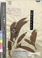 Isotype of Eucalyptus luehmanniana F.Muell. [family MYRTACEAE]