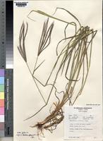 Stereochlaena cameronii (Stapf) Pilg. [family POACEAE]