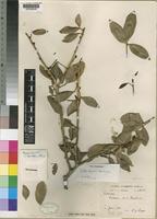 Holotype of Teclea rogersii Mendonça [family RUTACEAE]