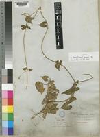 Pergularia daemia (Forssk.) Chiov. var. leiocarpa (K.Schum.) Huber [family ASCLEPIADACEAE]