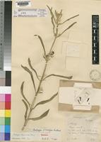 Type of Ceropegia filicalyx Bullock [family ASCLEPIADACEAE]