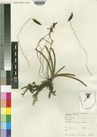 Summerhayesia zambesiaca P.J.Cribb [family ORCHIDACEAE]