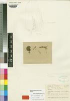Holotype of Nervilia erosa P.J.Cribb [family ORCHIDACEAE]