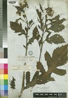 Crassocephalum crepidioides (Benth.) S.Moore [family COMPOSITAE]