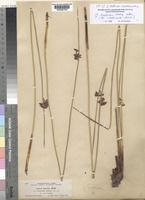 Isotype of Juncus balticus Willd. var. condensatus Suksd. [family JUNCACEAE]