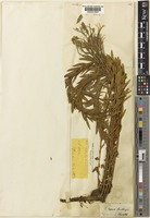 Epilobium capense Buchinger ex Hochst. [family ONAGRACEAE]