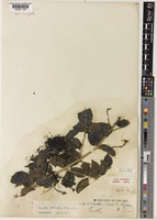 Type of Pavetta elliottii K.Schum. & K.Krause var. elliottii [family RUBIACEAE]