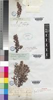 Lectotype of Erica tomentosa Salisb. [family ERICACEAE]