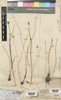 Type of Romulea camerooniana Baker [family IRIDACEAE]
