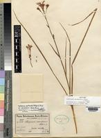 Isotype of Lapeirousia masukuensis Vaupel & Schltr. [family IRIDACEAE]