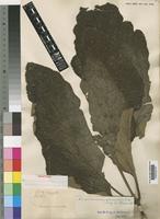 Syntype of Ampelocissus aesculifolia Gilg & Brandt [family VITACEAE]