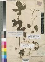 Holotype of Vitis grantii Baker [family VITACEAE]
