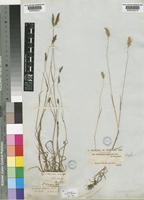 Cynosurus elegans Desf. [family POACEAE]