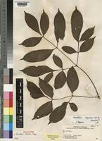 Holotype of Gonatopus clavatus Mayo [family ARACEAE]