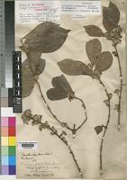 Type of Tricalysia pachystigma K.Schum. [family RUBIACEAE]