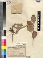 Isosyntype of Eucalyptus intertexta R.T.Baker var. magna Blakely [family MYRTACEAE]