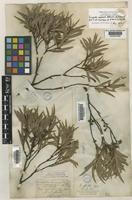 Holotype of Eucalyptus microphylla Muhl. ex Willd. [family MYRTACEAE]