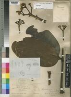 Gastonia crassa (Hemsl.) F.Friedmann [family ARALIACEAE]