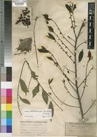 Diospyros heterotricha (B.L.Burtt) F.White [family EBENACEAE]