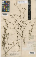 Type of Nyssanthes diffusa R.Br. [family AMARANTHACEAE]