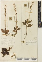 Goodyera schlechtendaliana Rchb.f. [family ORCHIDACEAE]