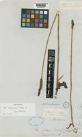 Type of Aa argyrolepis Rchb.f. [family ORCHIDACEAE]