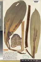 Isotype of Haemanthus pole-evansii Oberm. [family AMARYLLIDACEAE]