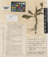 Isolectotype of Taraxacum naevosiforme Dahlst. [family COMPOSITAE]