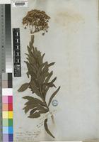 Type of Senecio serratuloides DC. [family COMPOSITAE]