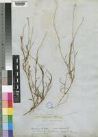 Senecio debilis Harv. [family COMPOSITAE]