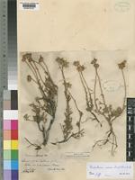 Rhodanthemum maresii (Coss.) Wilcox et al. [family COMPOSITAE]
