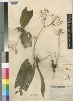 Holotype of Streptocarpus umtaliensis B.L.Burtt [family GESNERIACEAE]