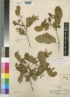 Type of Dalbergia glandulosa Dunkley [family LEGUMINOSAE-PAPILIONOIDEAE]