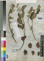 Type of Pterocarpus sericeus Benth. [family LEGUMINOSAE-PAPILIONOIDEAE]