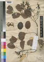 Syntype of Pterocarpus buchanani Schinz [family LEGUMINOSAE-PAPILIONOIDEAE]