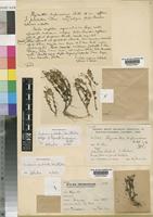 Holotype of Ilysanthes purpurascens Hutch. [family SCROPHULARIACEAE]