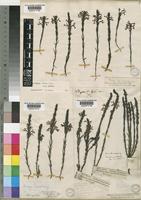 Striga bilabiata (Thunb.) Kuntze [family SCROPHULARIACEAE]