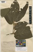 Isotype of Apeiba albiflora Ducke [family TILIACEAE]