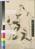Isotype of Thunbergia fuscata (Anders.*) Lindau [family ACANTHACEAE]