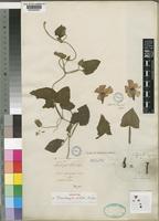 Holotype of Thunbergia alata Bojer ex Sims [family ACANTHACEAE]