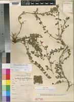 Holotype of Dyschoriste procumbens E.A.Bruce [family ACANTHACEAE]