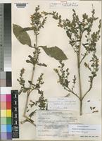 Neotype of Duosperma quadrangulare (Klotzsch) Brummitt [family ACANTHACEAE]